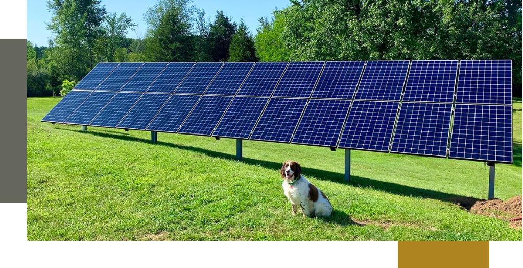 A dog sitting next to a row solar panels.