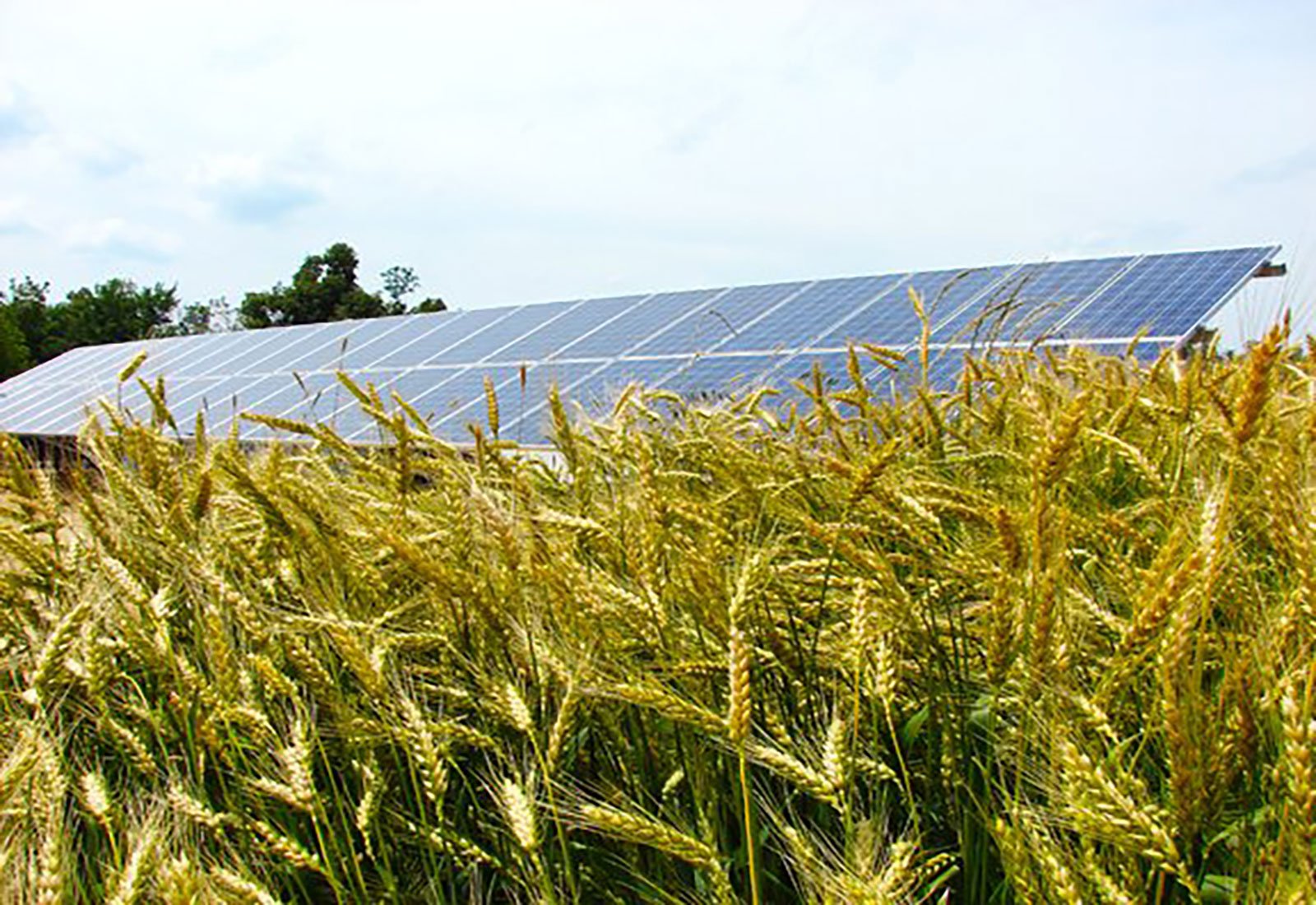 A row of solar panels in a field in Ownsboro.
